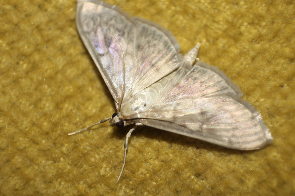 Patania ruralis - csalánevő tűzmoly
