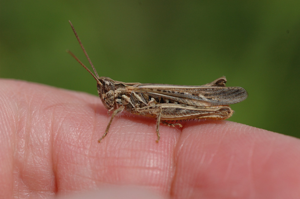 Chorthippus brunneus - közönséges tarlósáska
