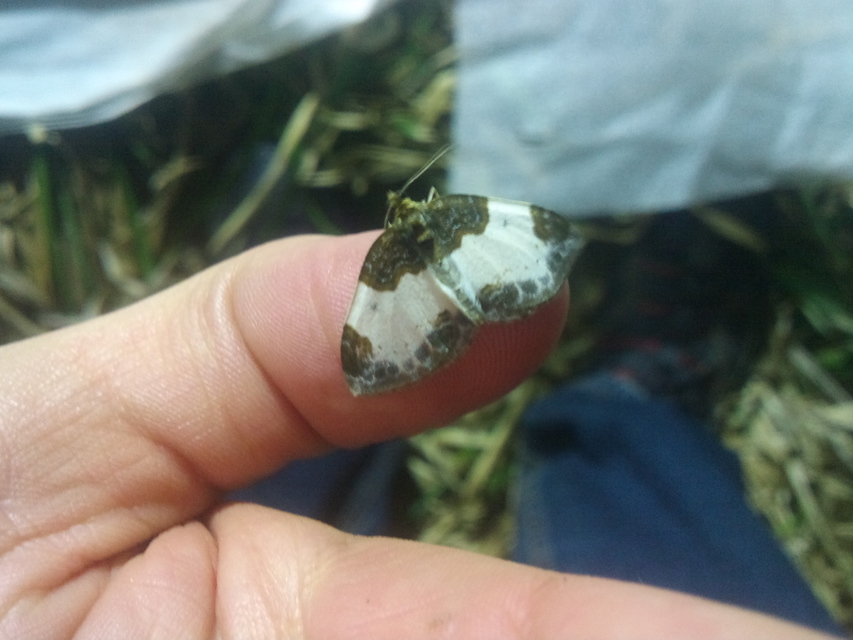 Mesoleuca albicillata - tarka fűzfaaraszoló