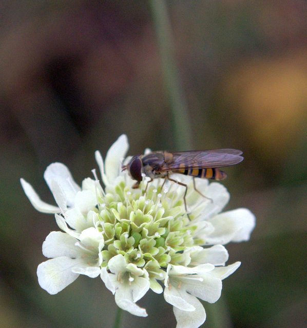 Episyrphus balteatus - ékfoltos zengőlégy