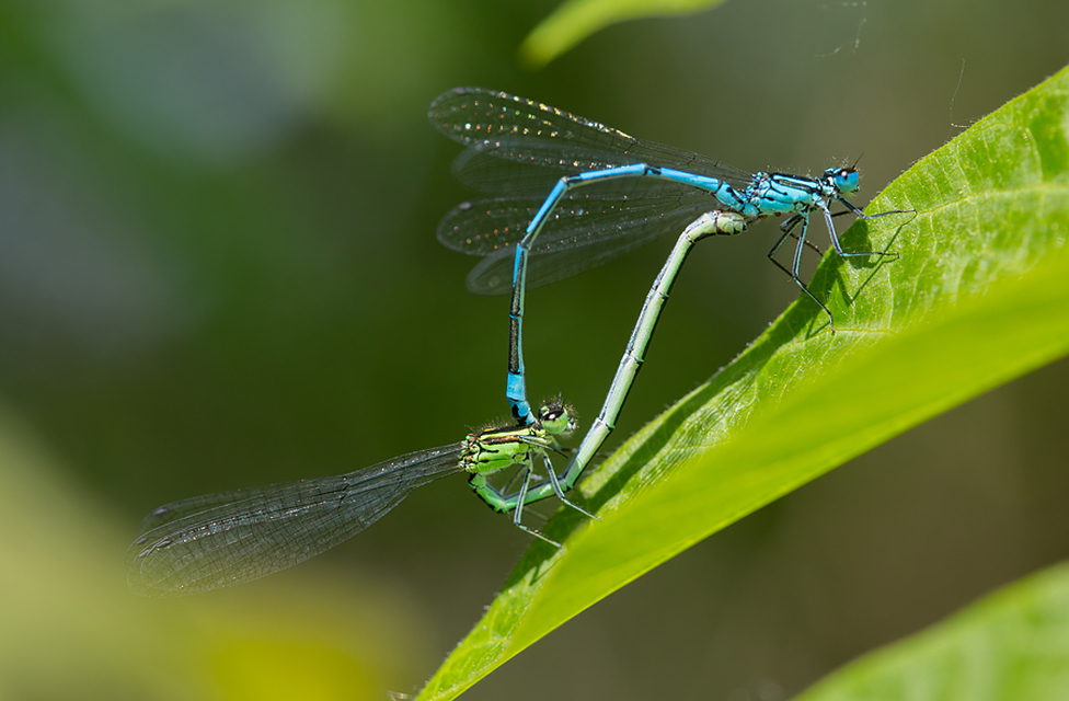 Coenagrion puella - azúrkék légivadász