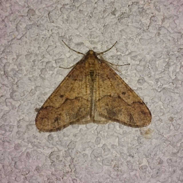 Erannis defoliaria - nagy téliaraszoló