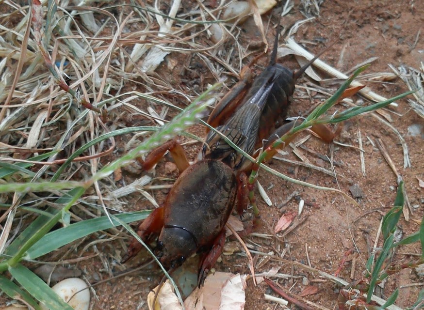 Gryllotalpa