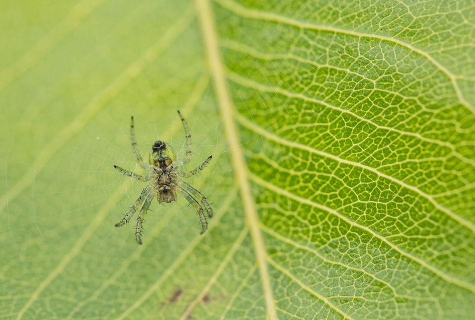 Araniella