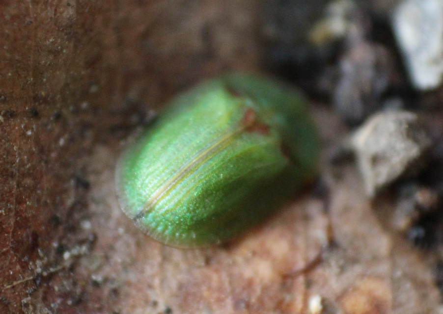 Cassida Cassida