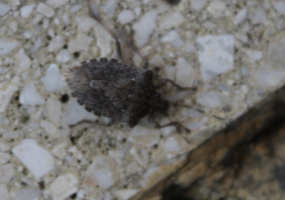 halyomorpha halys - Halyomorpha halys