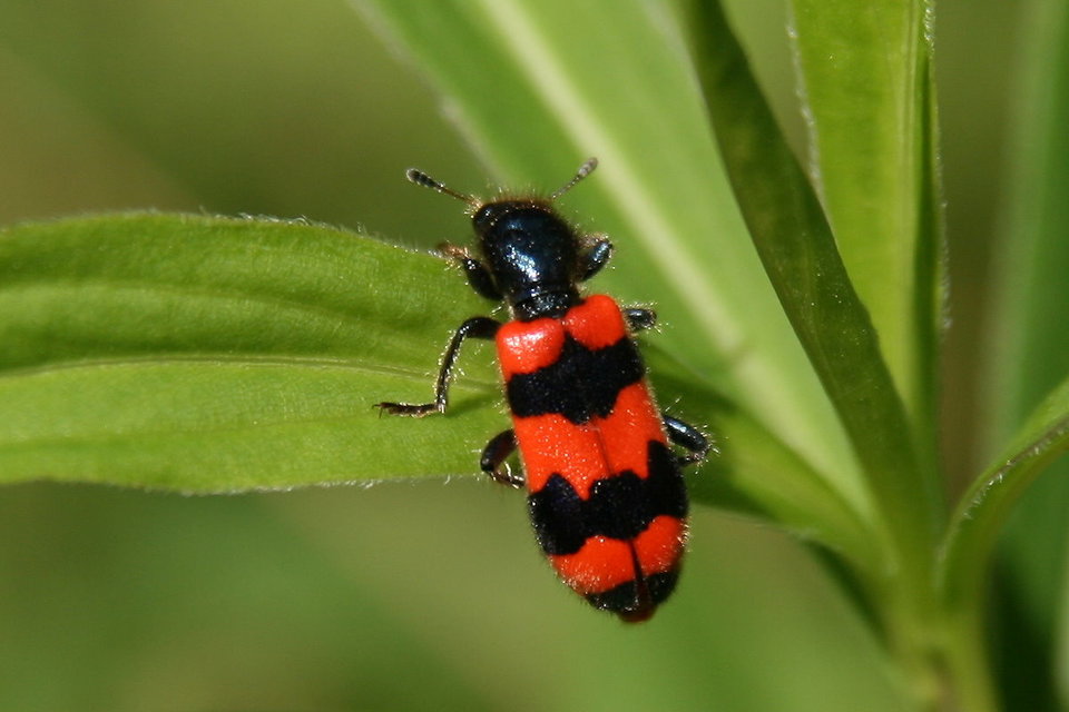 Trichodes apiarius - szalagos méhészbogár