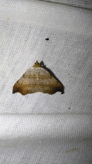 Laspeyria flexula - zuzmóbagoly