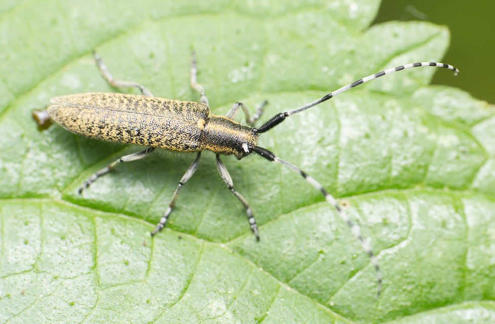 Agapanthia villosoviridescens - fehérgyűrűs bogáncscincér