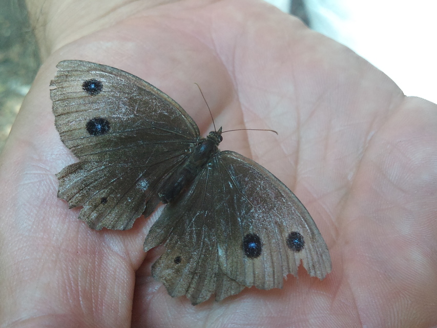 Minois dryas - fekete szemeslepke