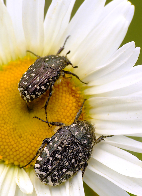 Oxythyrea funesta - sokpettyes virágbogár