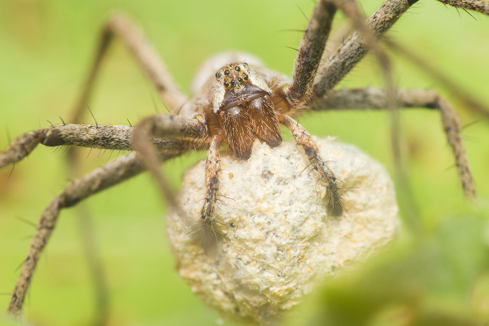 Pisaura mirabilis - csodáspók