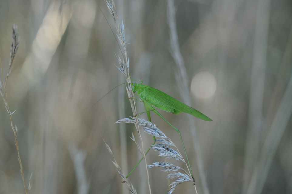 Phaneroptera falcata - zöld repülőszöcske