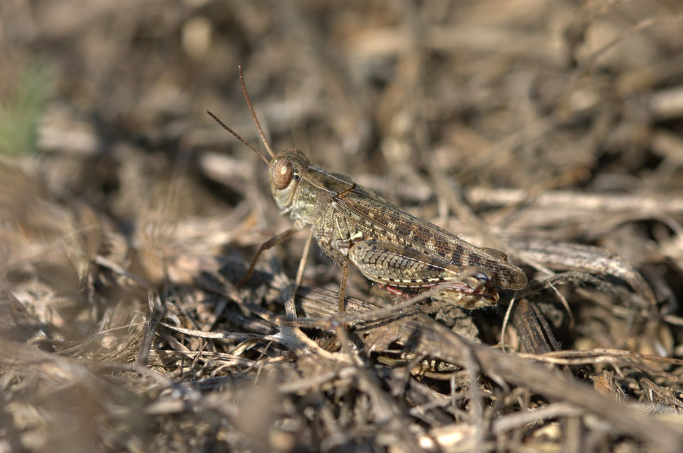 Calliptamus italicus - olaszsáska