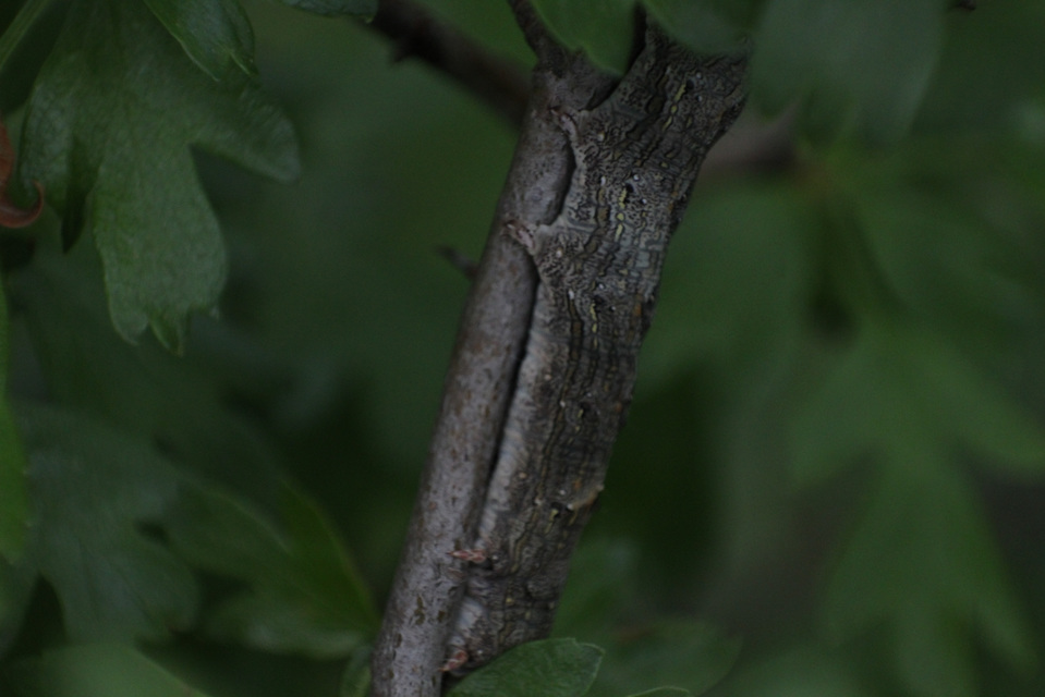 Allophyes oxyacanthae - galagonyabagoly