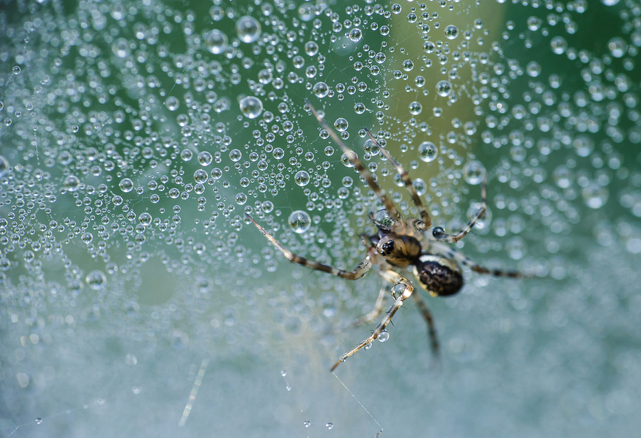 Linyphiidae - vitorláspókok