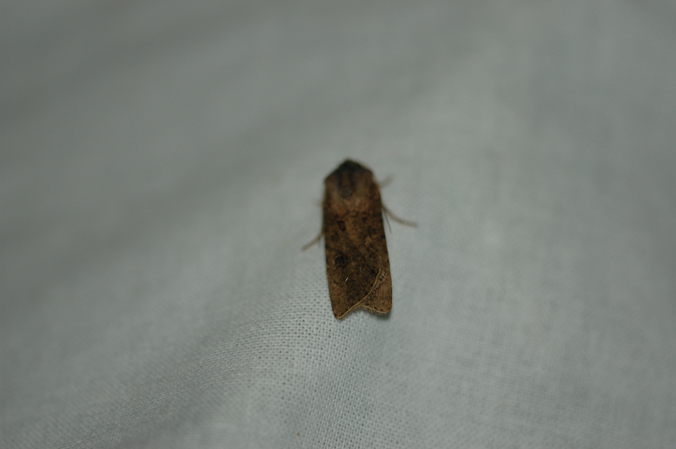 Agrotis segetum - vetési földibagoly