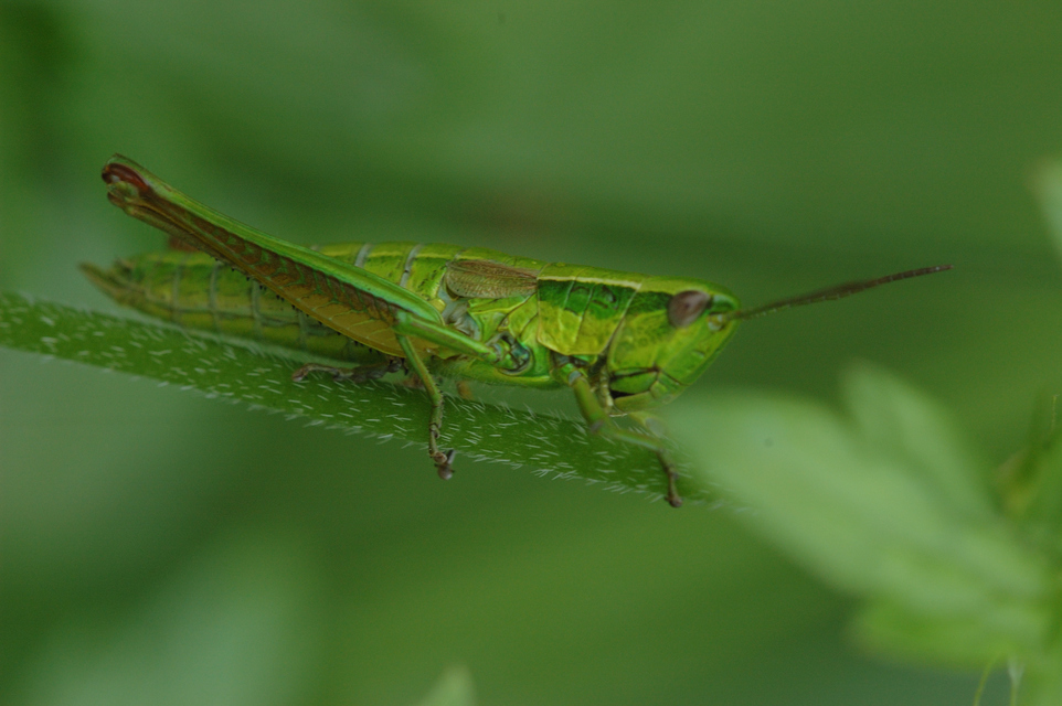 Euthystira brachyptera - smaragdzöld sáska