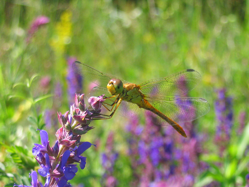 Sympetrum meridionale - fakó katona-szitakötő
