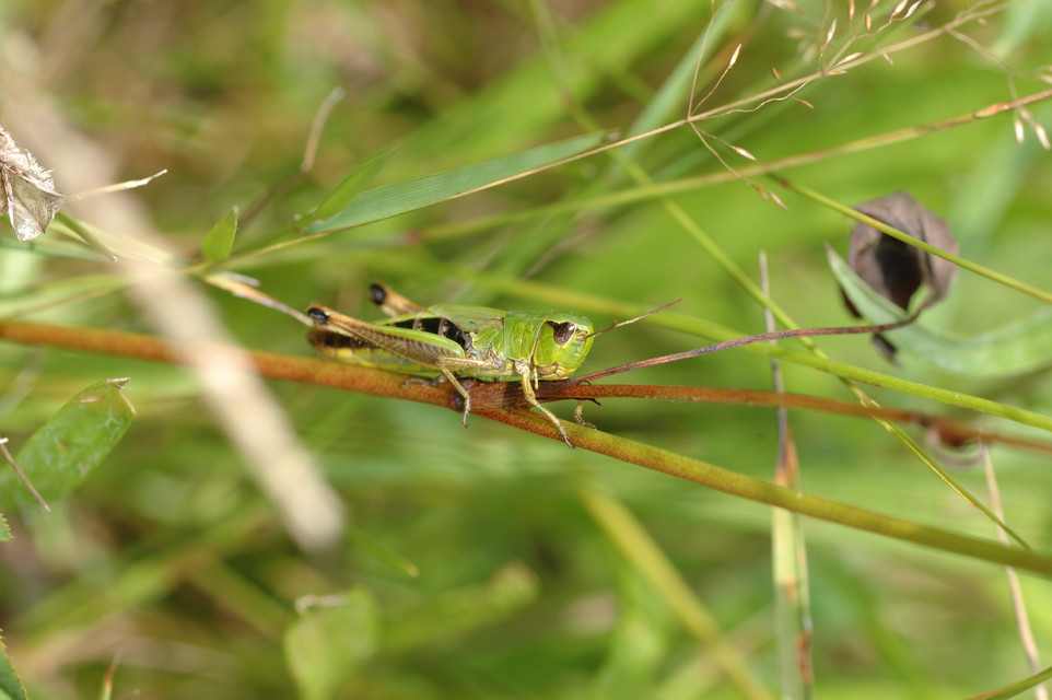 Pseudochorthippus parallelus - közönséges rétisáska