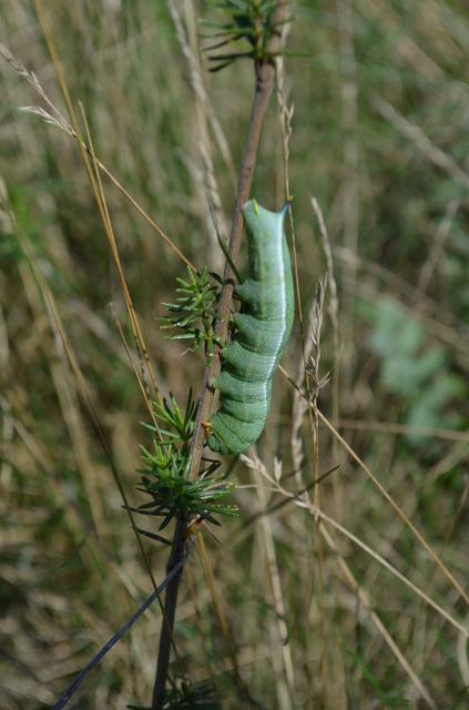 Macroglossum stellatarum - kacsafarkú szender