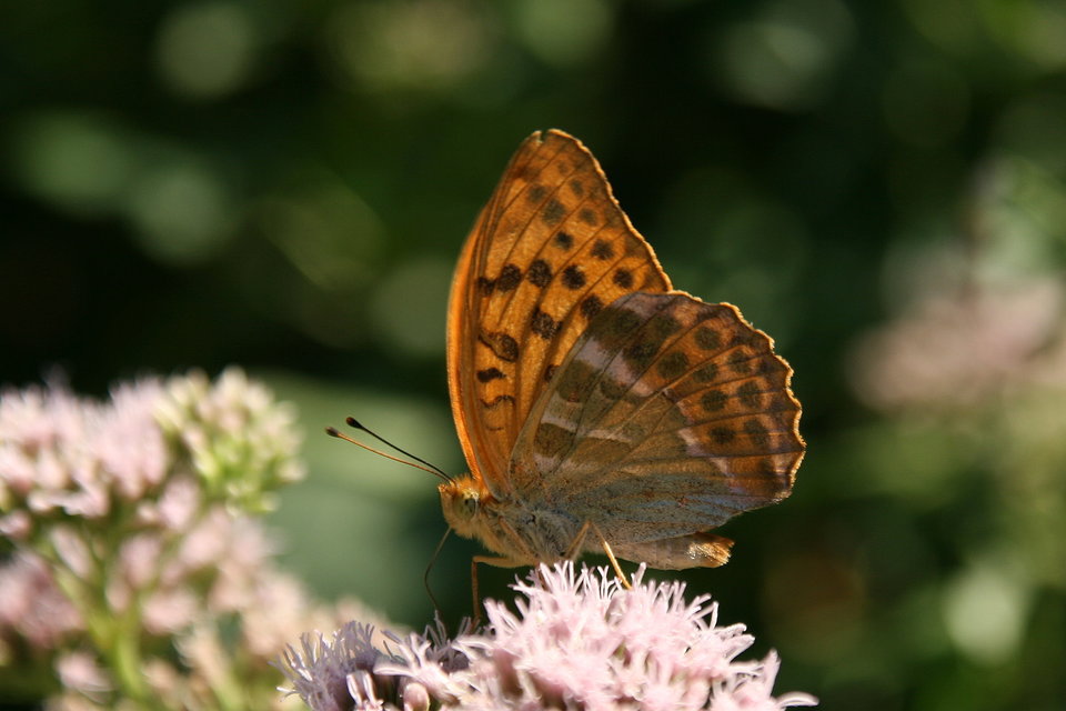Argynnis paphia - nagy gyöngyházlepke