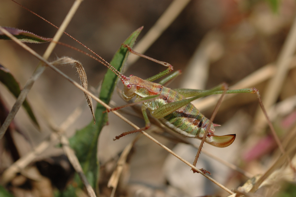 Leptophyes albovittata - közönséges virágszöcske
