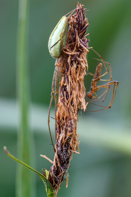 Tetragnatha extensa - közönséges állaspók