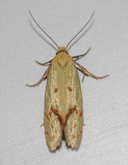 Agapeta hamana - közönséges sárgamoly