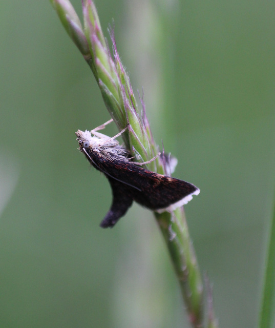 Pyrausta obfuscata - félholdas kormosmoly