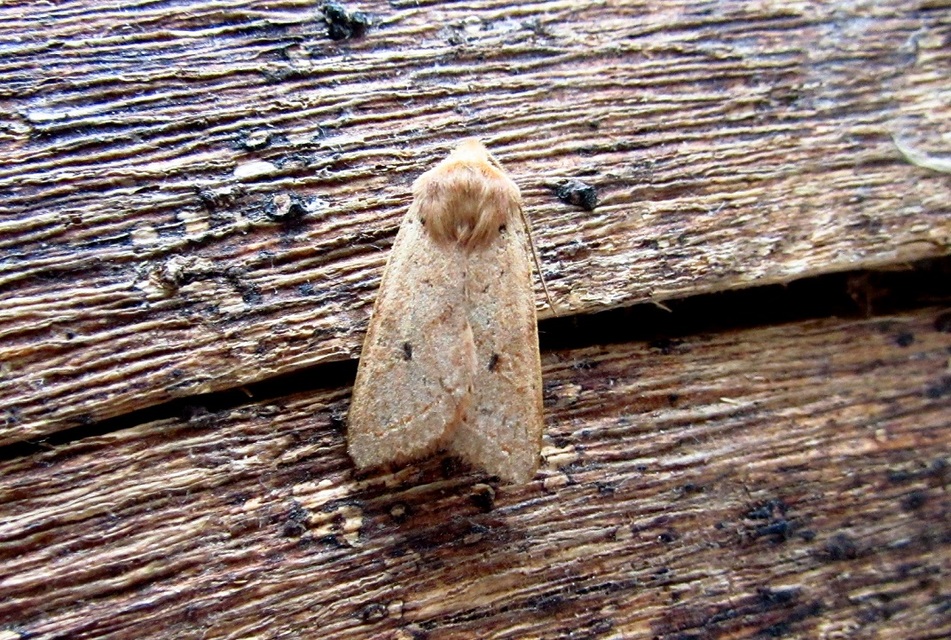 Leptologia macilenta - gyertyán-őszibagoly