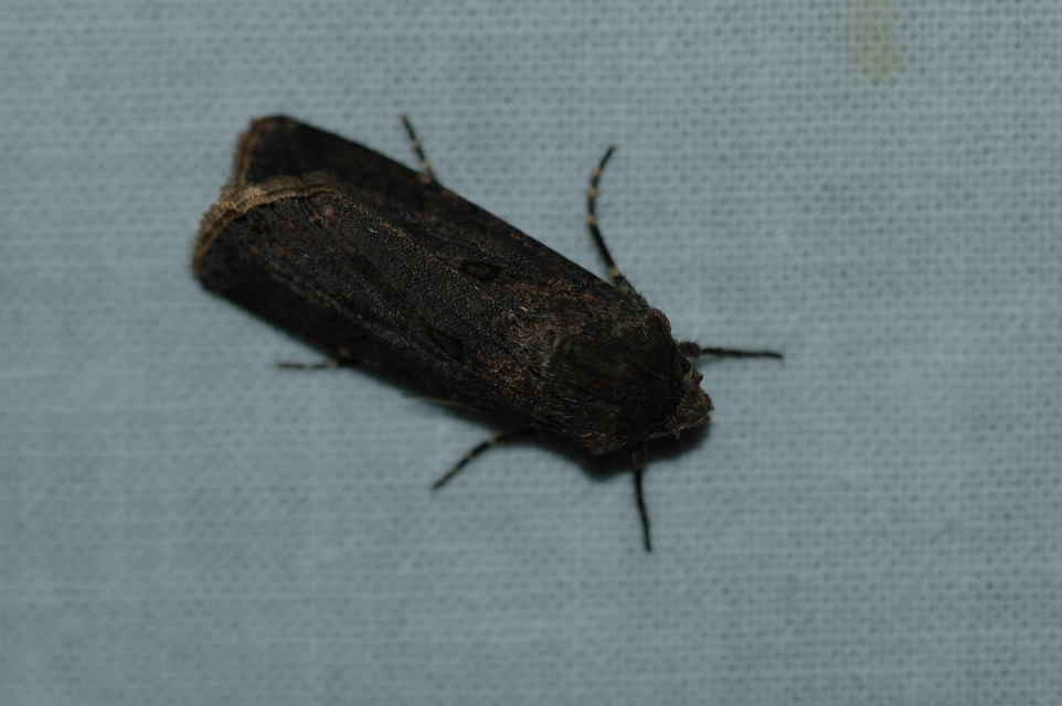 Agrotis exclamationis - felkiáltójeles földibagoly