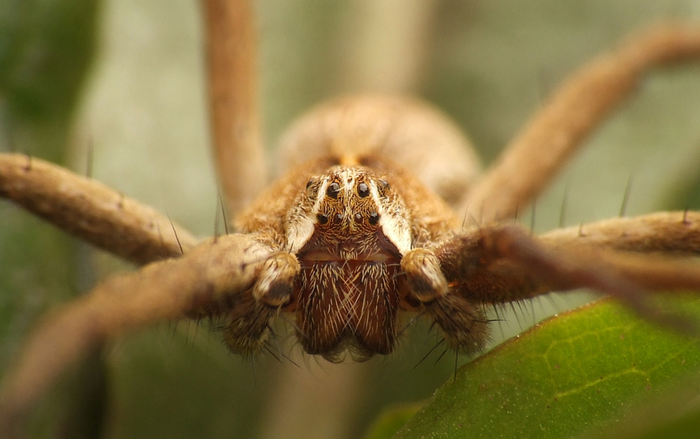 Pisaura mirabilis - csodáspók