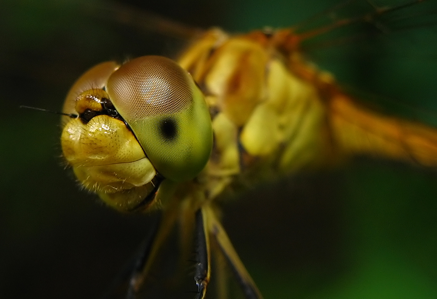 Sympetrum meridionale - fakó katona-szitakötő