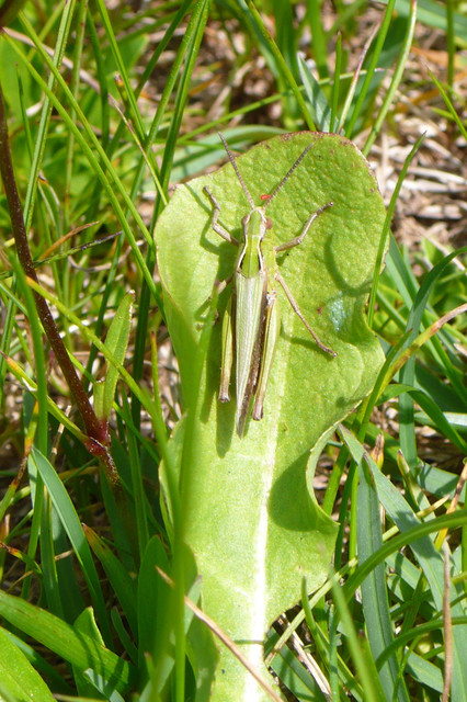 Chorthippus brunneus - közönséges tarlósáska