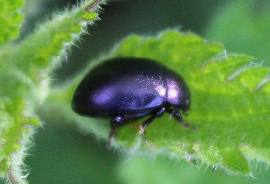 Chrysolina sturmi - vöröslábú levelész