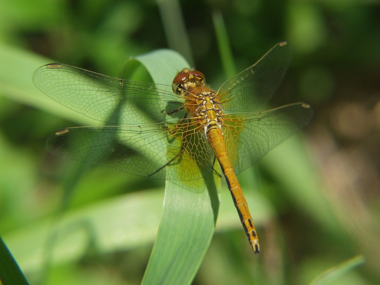 Sympetrum flaveolum - sárgafoltos katona-szitakötő