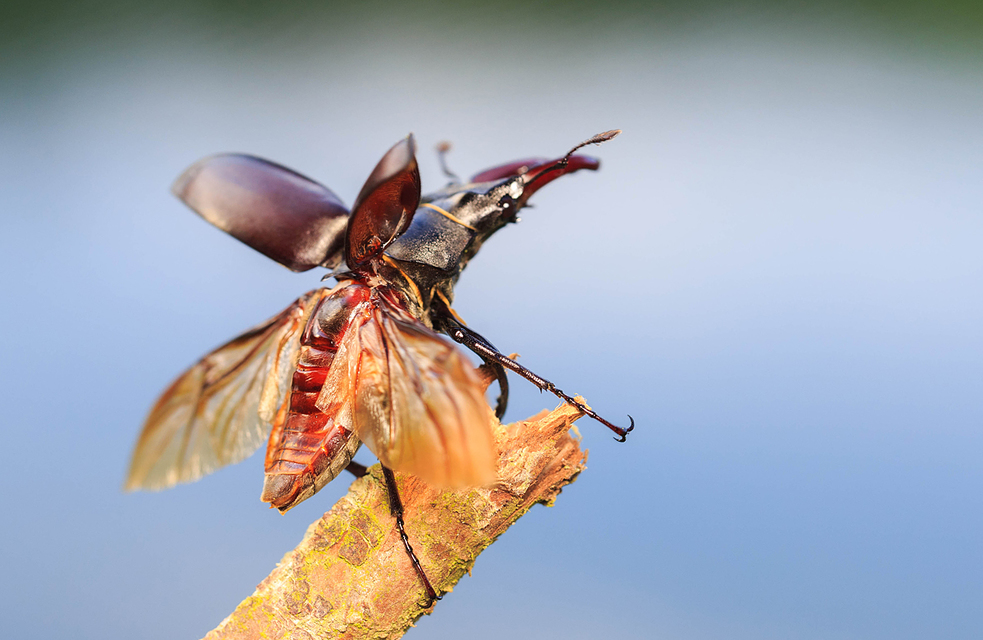 Lucanus cervus - nagy szarvasbogár