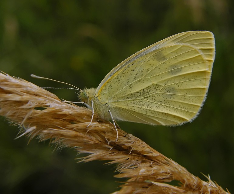 Pieris brassicae - káposztalepke