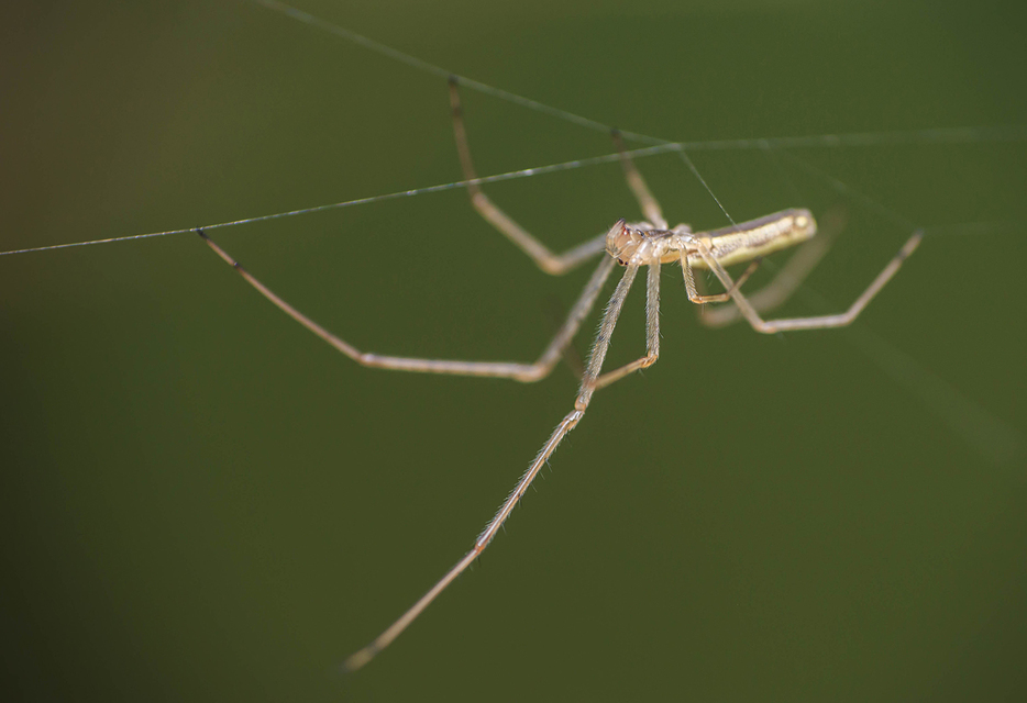 Tetragnatha