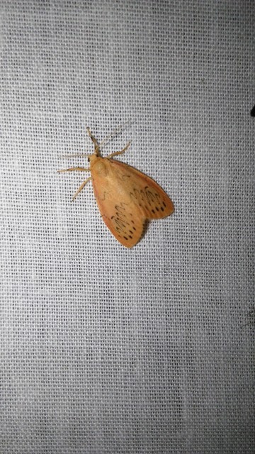 Miltochrista miniata - piros medvelepke