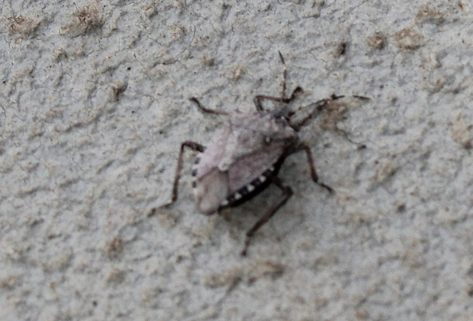 halyomorpha halys - Halyomorpha halys