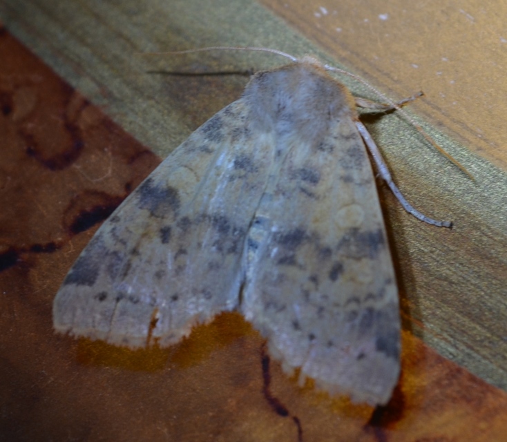 Cirrhia ocellaris - fakó sárgabagoly