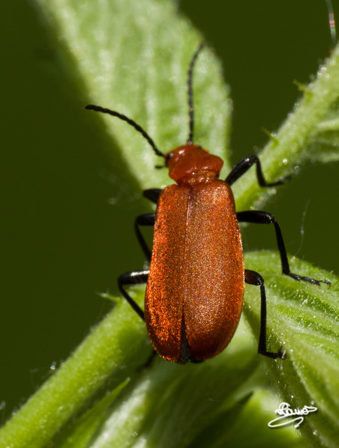 Pyrochroa serraticornis - közép-bíborbogár