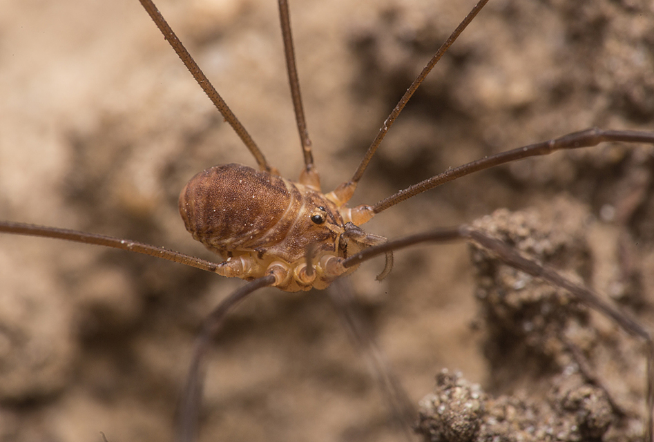 Nelima sempronii