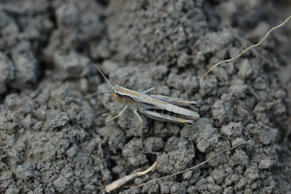 Pseudochorthippus parallelus - közönséges rétisáska