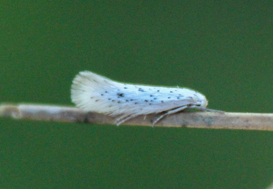 Elachista