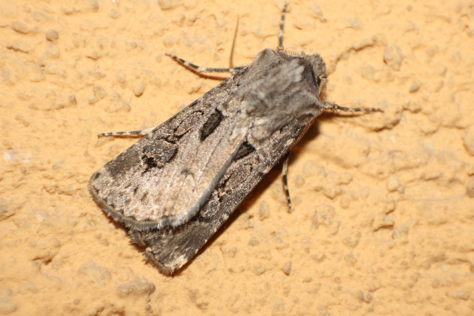 Agrotis bigramma - kétjegyű földibagoly