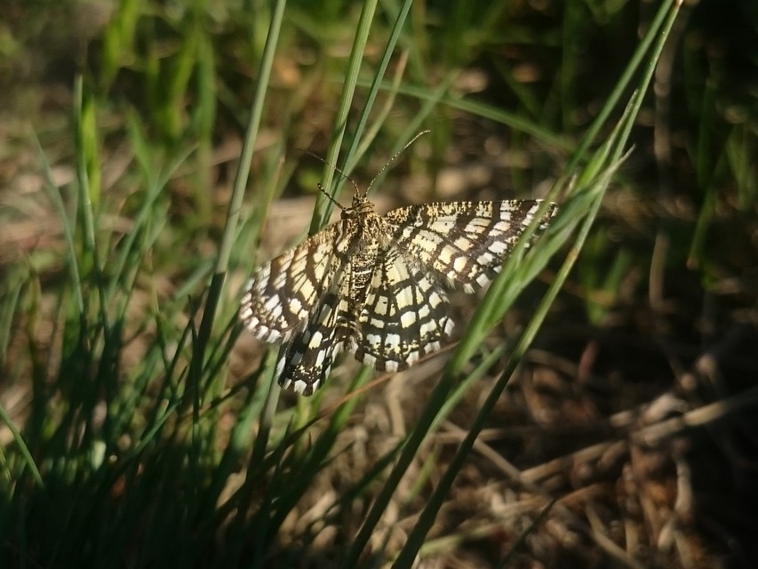 Chiasmia clathrata - rácsos rétiaraszoló