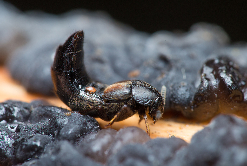 Aleochara curtula - nagy fürkészholyva